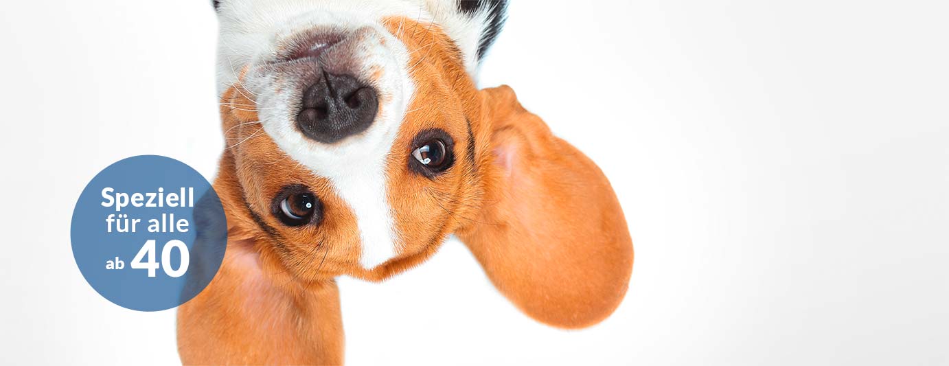 Hundehaftpflicht Hundehalter jetzt absichern IDEAL Versicherung